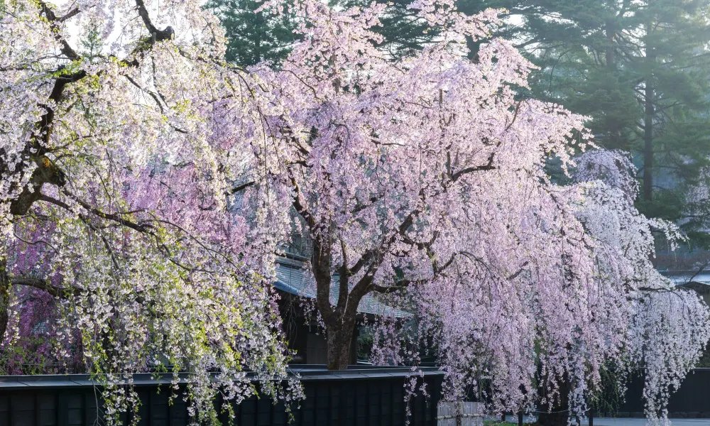 🏞️ 고성산 공원 (후루시로야마 공원) 이미지 9